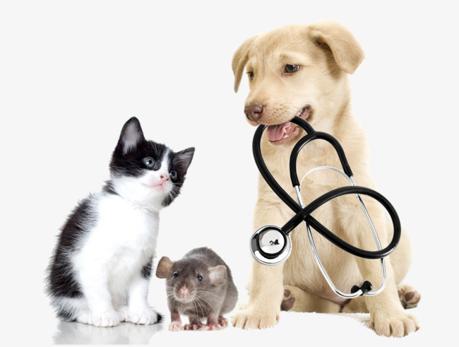 Lịch chủng ngừa các bệnh thường gặp ở chó mèo Điều cần thiết cho sức khỏe của thú cưng yêu quý của bạn